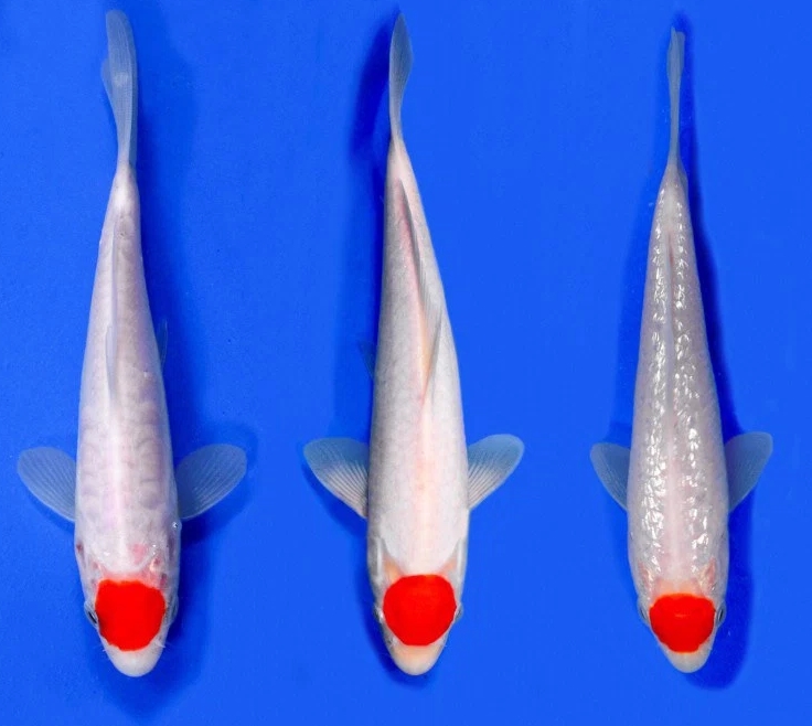 Jenis Ikan Koi Termahal Dan Terbaik Di Dunia Penggemar Koi Harus Tahu