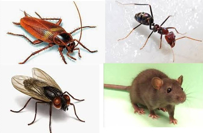 Cara Mengusir Semut Kecoa dan Tikus Yang Ampuh dan Alami