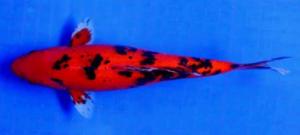 Jenis Ikan Koi Termahal Dan Terbaik Di Dunia Penggemar Koi Harus Tahu aka bekko