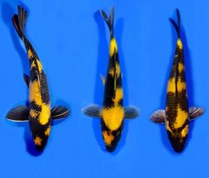 Jenis Ikan Koi Termahal Dan Terbaik Di Dunia Penggemar Koi Harus Tahu