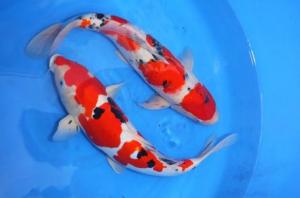 Jenis Ikan Koi Termahal Dan Terbaik Di Dunia Penggemar Koi Harus Tahu