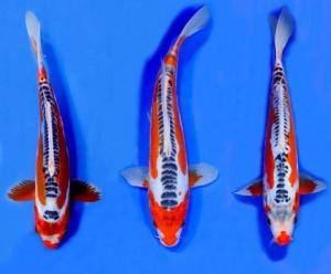 Jenis Ikan Koi Termahal Dan Terbaik Di Dunia Penggemar Koi Harus Tahu