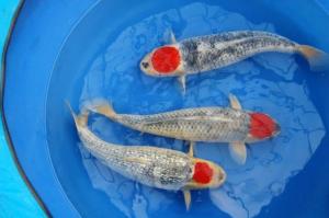 Jenis Ikan Koi Termahal Dan Terbaik Di Dunia Penggemar Koi Harus Tahu